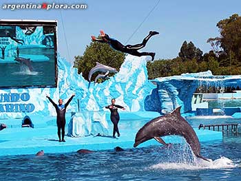 Delfines y humanos voladores en show