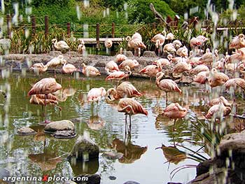 Flamencos