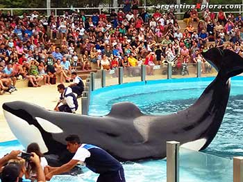 Espectaculo con orcas en Mundo Marino