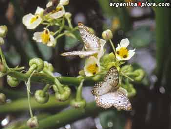 Mariposas