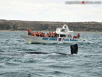 Avistaje de la Ballena Franca Austral en Puerto Pirámide