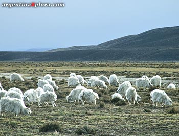 Cabras mohair (exóticas) en el valle cerca de Esquel