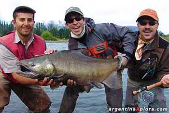 Salmón del pacífico pescado en el Río Carrenleufú en Corcovado