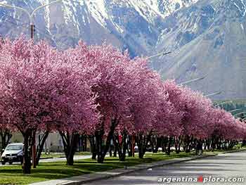 Cerezos en flor