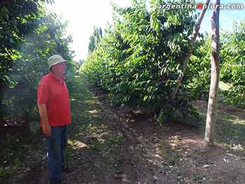 Plantación de cerezas en la Finca Narlú