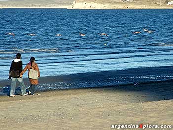 paseo por la playa con flamencos Puerto Madryn