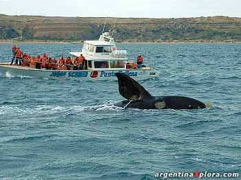 Puerto Pirámides Punto de Avistaje de Fauna en Península Valdés