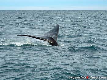 ballena franca austral Puerto Pirámides