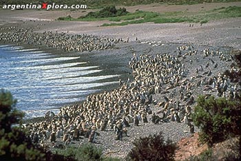 Colonia de Pingüinos Magallánicos. Punta Tombo