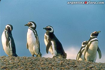 Pingüinos Magallánicos