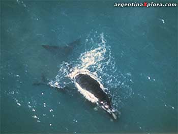 Ballena con cria