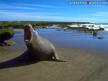 Elefante marino