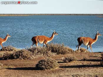 Guanacos