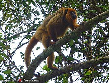 Mono carayá