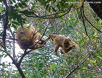 Monos carayá