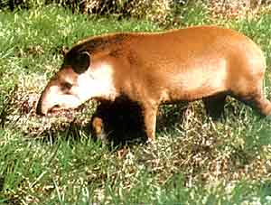 Tapir en la Reserva El Teuquito