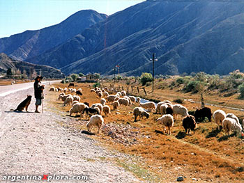 Pastor de ovejas en Tumbaya junto a la Ruta Nº 9