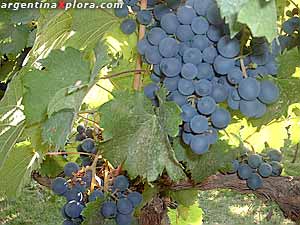 uvas