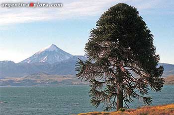 Pehuén - atrás, el volcán Lanín