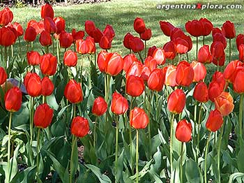 Tulipanes en Villa Traful