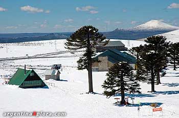 Pehuenes Araucarias nieve Zapala