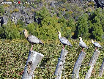 Bandurrias frente a plantación de frambuesas