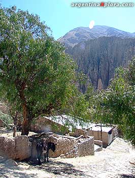 Burro en una calle de Iruya