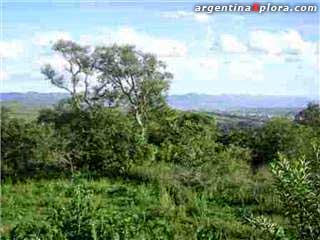 Monte en Metán