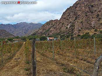 Viñedos en Cafayate