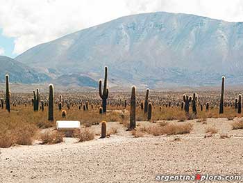 Parque Nacional Los Cardones, Salta