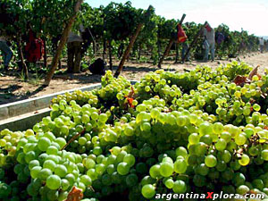 Viñedos en el Valle del Zonda