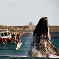 Ballenas en Patagonia